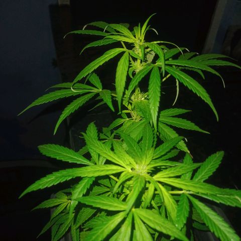 Flor growlog timeline photo