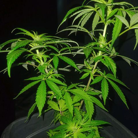Flor growlog timeline photo