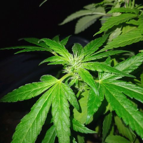 Flor growlog timeline photo