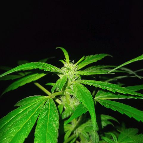 Flor growlog timeline photo