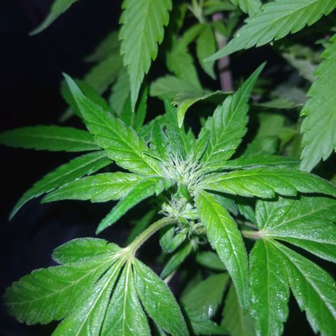 Flor growlog timeline photo