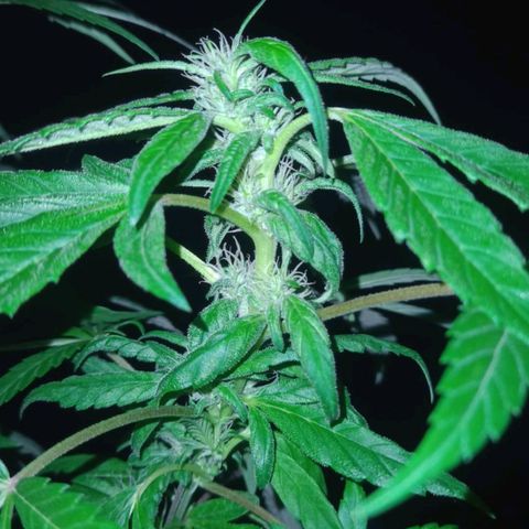 Flor growlog timeline photo