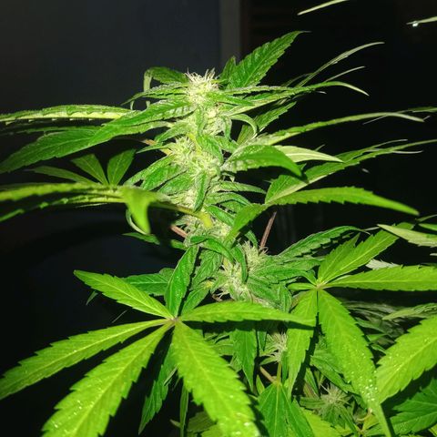 Flor growlog timeline photo