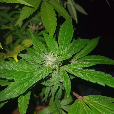 Flor growlog timeline photo