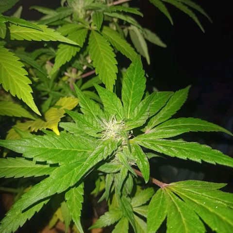Flor growlog timeline photo
