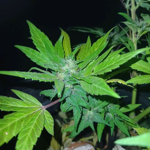 Flor growlog timeline photo