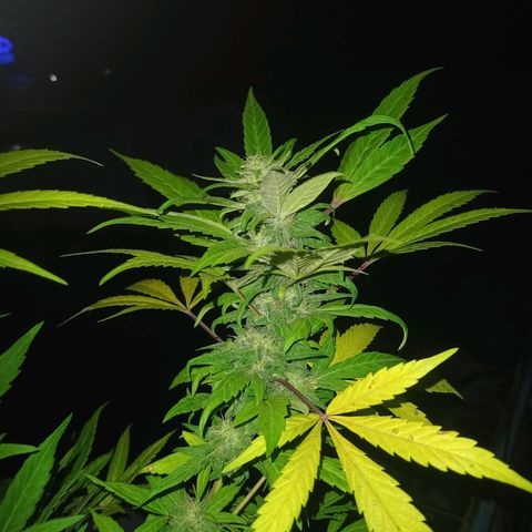 Flor growlog timeline photo