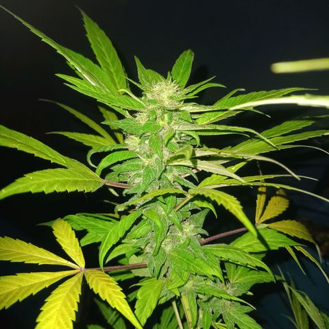 Flor growlog timeline photo