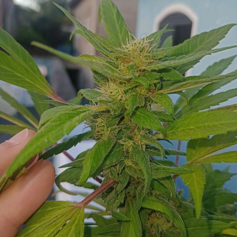 Flor growlog timeline photo
