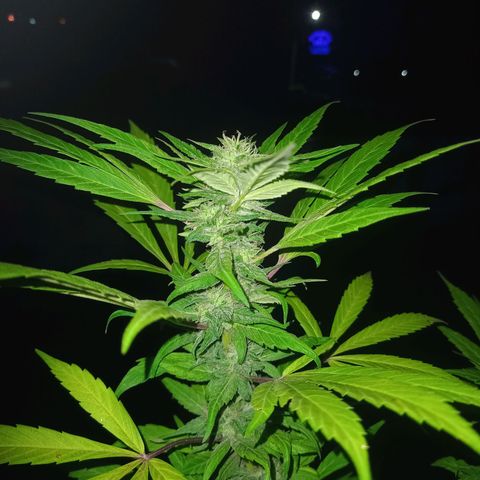 Flor growlog timeline photo