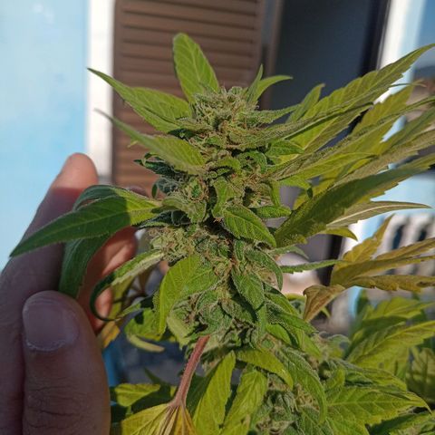 Flor growlog timeline photo