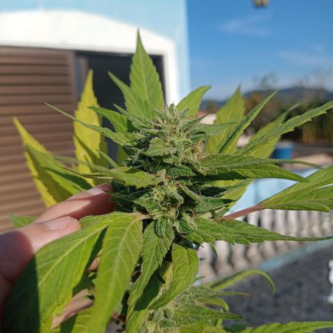 Flor growlog timeline photo