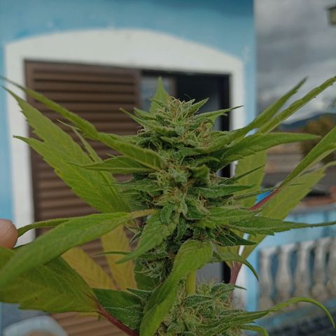 Flor growlog timeline photo
