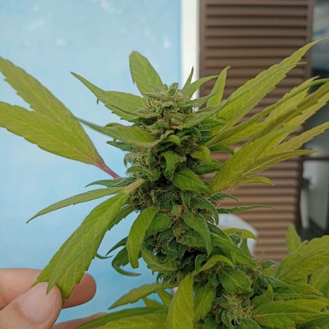 Flor growlog timeline photo