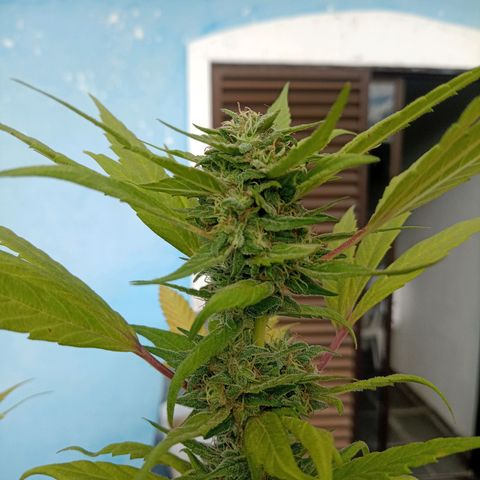 Flor growlog timeline photo