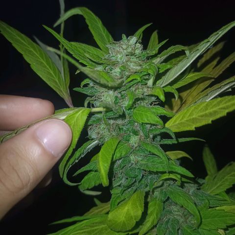 Flor growlog timeline photo