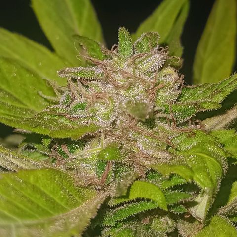 Flor growlog timeline photo