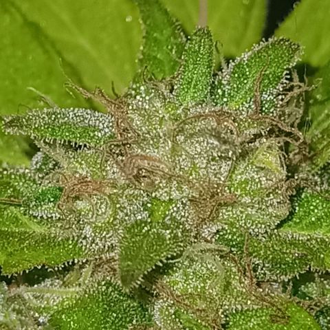 Flor growlog timeline photo