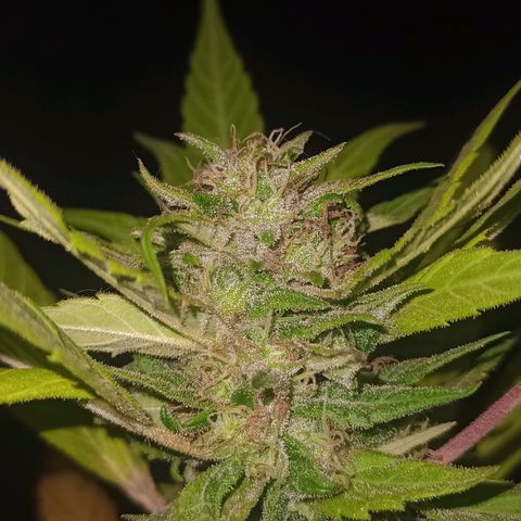 Flor growlog timeline photo