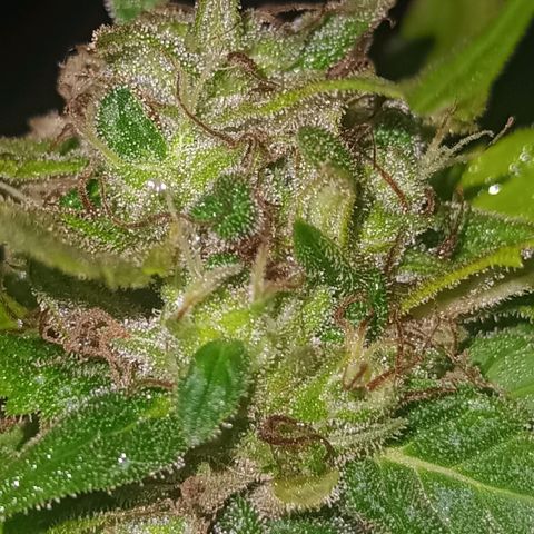 Flor growlog timeline photo