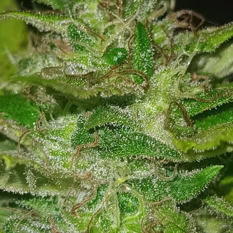 Flor growlog timeline photo