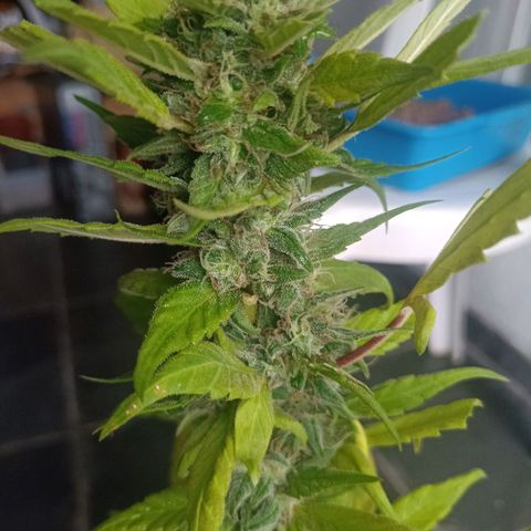 Flor growlog timeline photo
