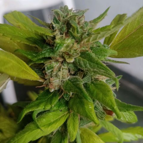 Flor growlog timeline photo