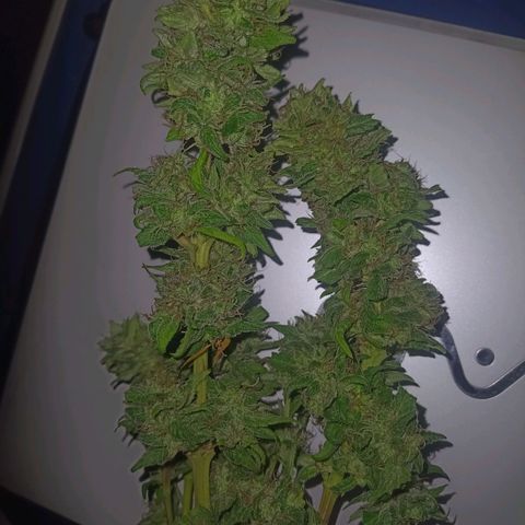 Flor growlog timeline photo