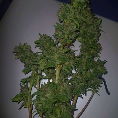 Flor growlog timeline photo