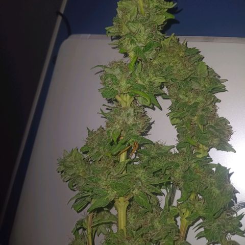 Flor growlog timeline photo