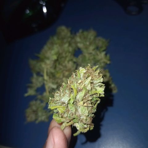 Flor growlog timeline photo