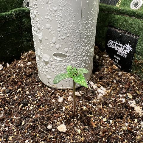 Zombie Kush growlog timeline photo