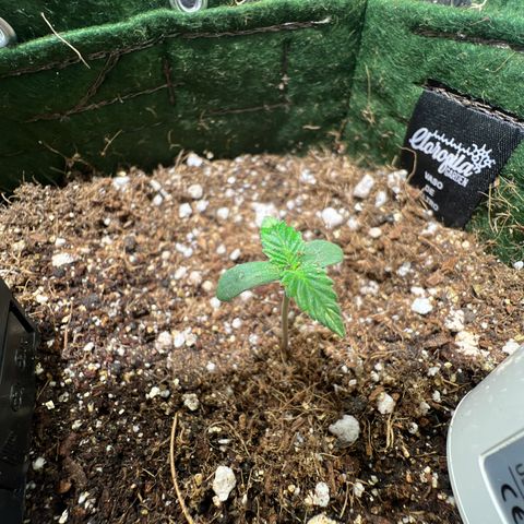 Zombie Kush growlog timeline photo