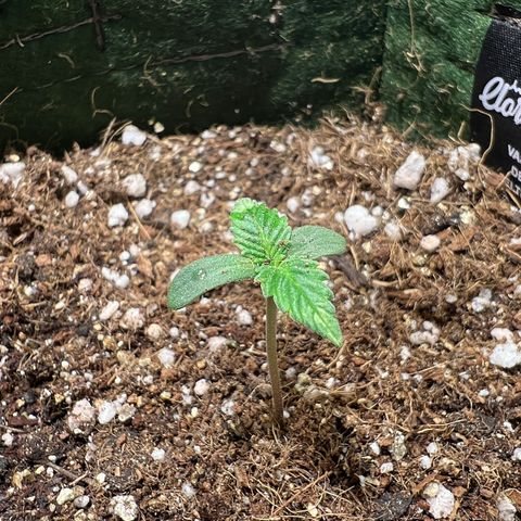 Zombie Kush growlog timeline photo