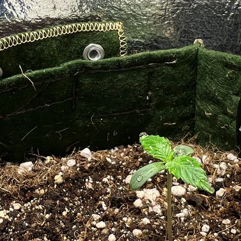 Zombie Kush growlog timeline photo