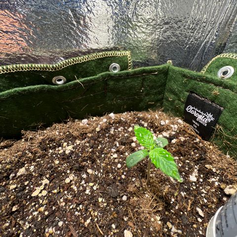 Zombie Kush growlog timeline photo