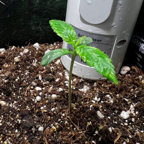 Zombie Kush growlog timeline photo
