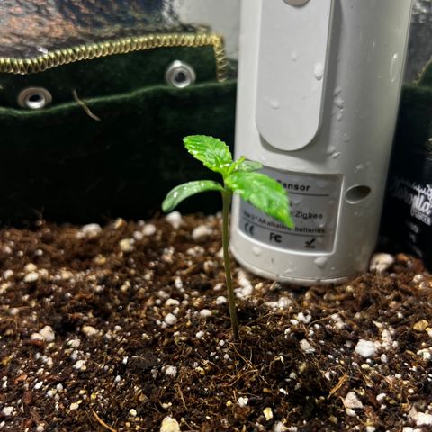 Zombie Kush growlog timeline photo