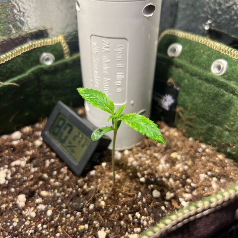 Zombie Kush growlog timeline photo