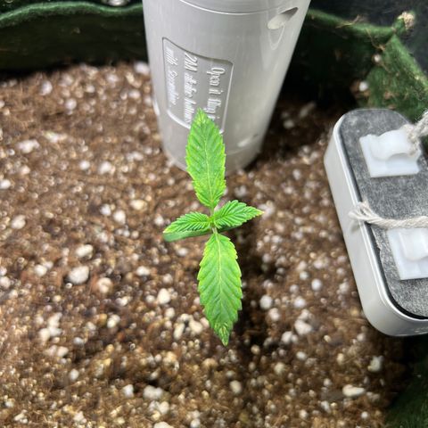 Zombie Kush growlog photo: O par de folhas novo parece estar com as pontas um pouquinho queimadas. 