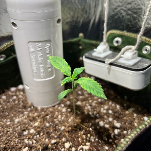 Zombie Kush growlog photo: O par de folhas novo parece estar com as pontas um pouquinho queimadas. 