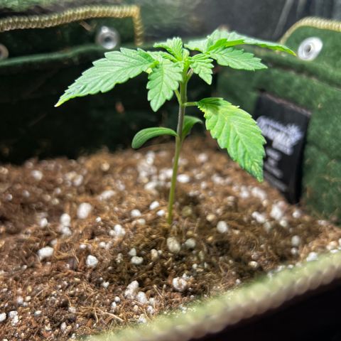 Zombie Kush growlog timeline photo