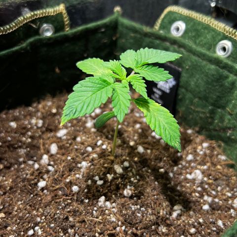 Zombie Kush growlog timeline photo