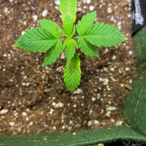 Zombie Kush growlog timeline photo