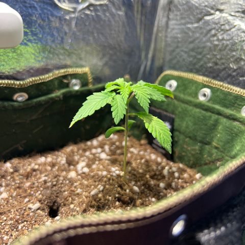 Zombie Kush growlog photo: Ainda se recuperando da rega demasiada 
