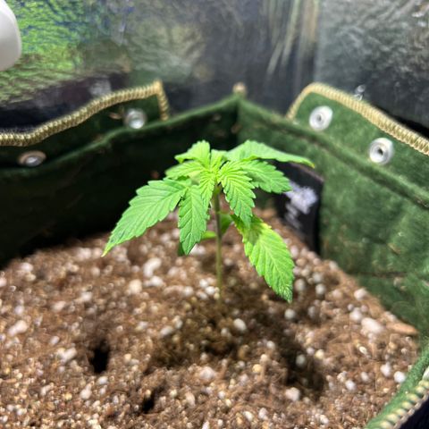 Zombie Kush growlog photo: Ainda se recuperando da rega demasiada 