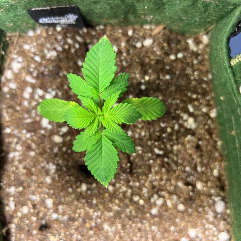 Zombie Kush growlog photo: Ainda se recuperando da rega demasiada 