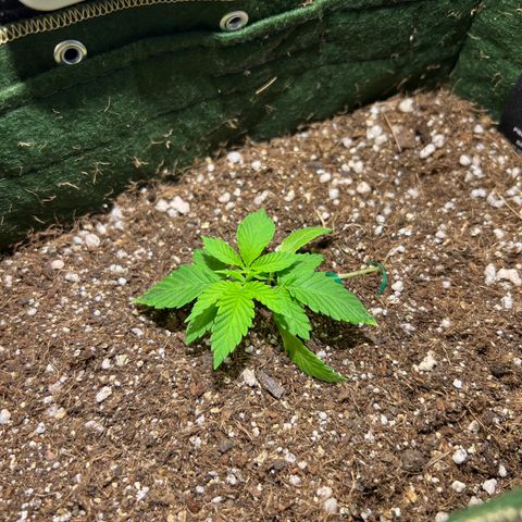 Zombie Kush growlog photo: Boa recuperação do treinamento. Já começou a procurar a luz. 
Poderia ter colocado ela mais junto do final do vaso