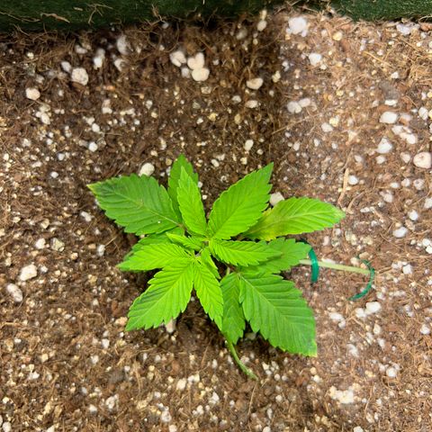 Zombie Kush growlog photo: Boa recuperação do treinamento. Já começou a procurar a luz. 
Poderia ter colocado ela mais junto do final do vaso