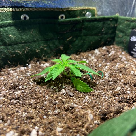 Zombie Kush growlog photo: Boa recuperação do treinamento. Já começou a procurar a luz. 
Poderia ter colocado ela mais junto do final do vaso